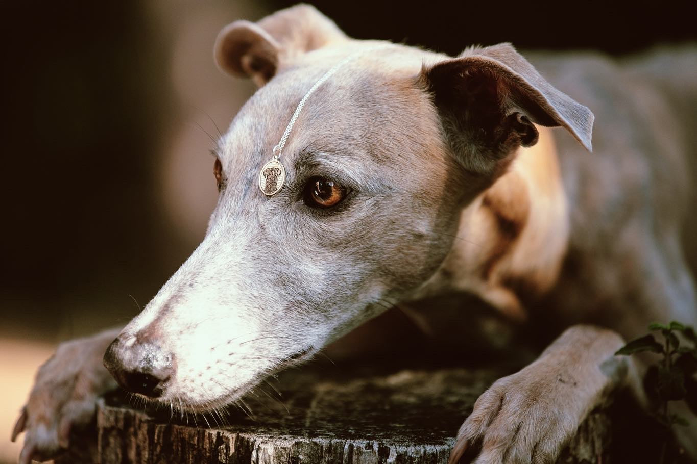 Gioielli di Famiglia - il ciondolo con il tuo cane